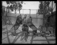 Lion tamer, Charles Gay working with four lions at Gay’s Lion Farm in El Monte, Calif. circa 1923