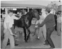 Race horse Seabiscuit after winning the Santa Anita Handicap mile and a quarter race in record time, Arcadia, March 2, 1940