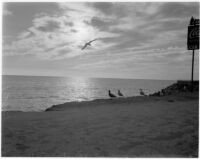 Seagull, at the beach