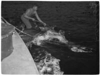 Military personnel practice a water rescue during the Army-Navy maneuvers that took place off the coast of Southern California in late 1946