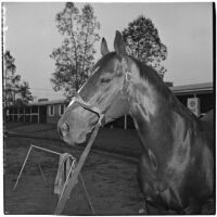 Race horse War Knight after winning the $100,000 Santa Anita Handicap, Arcadia, March 9, 1946