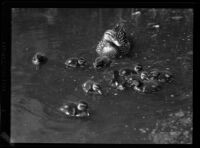 Duck and ten ducklings in the water at Westlake Park, Los Angeles