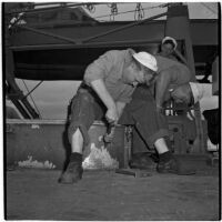 Three sailors scraping paint on a ship during the Army-Navy maneuvers that took place off the coast of Southern California in late 1946