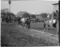 Race horse "Caliban."