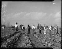 Men hoe lettuce at a community garden, circa February 1934