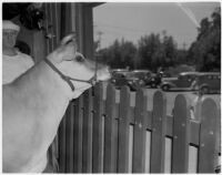 Elsie the Borden Cow, star of the 1940 film "Little Men," looking over a fence, Los Angeles, 1940