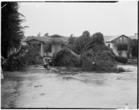 Damage after near-tornado level winds and rain strike Alhambra. February 13, 1936