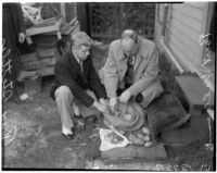 Accused murderer Fred Stettler showing Capt. Bert Wallis money Stettler had stolen and hidden in a potato sack at his home