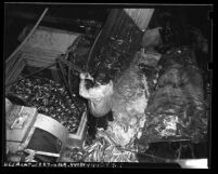 Overhead view of sardine fisherman hauling catch aboard boat, Calif., circa 1948