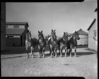 Los Angeles County's prize-winning Belgian draft horses are sold at auction. April 18, 1934