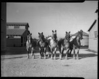 Los Angeles County's prize-winning Belgian draft horses are sold at auction. April 18, 1934