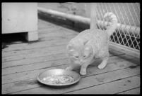 Cat eating from a plate of scraps on the S.S. Mariposa, Los Angeles