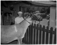 Elsie the Borden Cow, star of the 1940 film "Little Men," looking over a fence, Los Angeles, 1940