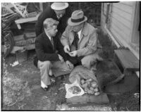 Accused murderer Fred Stettler showing Capt. Bert Wallis and Det. Lt. Miles Ledbetter money Stettler had stolen and hidden in a potato sack at his home