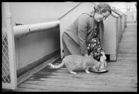 Woman feeding a cat on the S.S. Mariposa, Los Angeles