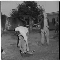 Forrest Farrell fitting horseshoes on race horse W.L. Sickle, Arcadia, 1946