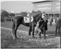 Race horse "Indian Brown."