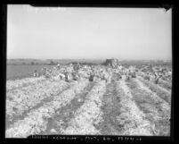 Japanese strikebreakers picking celery during vegetable strike in Los Angeles, Calif., circa 1936