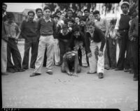 Crowd of boys watch Charles Kramer, Paul Barbata, and George Stassi compete in a marble tournament, Los Angeles, 1935