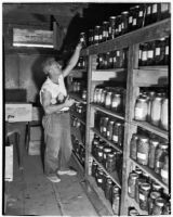 Man stacks jars of food on shelves at the Unemployed Citizens' League of Santa Monica, 1930s