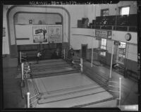 Boxer practices in the ring