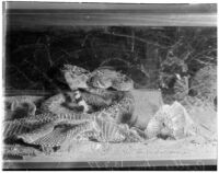 Rattlesnakes in a container, Los Angeles, 1936