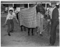 Race horse Seabiscuit wearing a blanket after winning the Santa Anita Handicap mile and a quarter race in record time, Arcadia, March 2, 1940