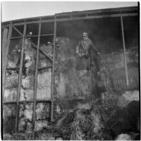 Two fire fighters stand on top of a pile of hay, battling a fire in the hay barn, Los Angeles, 1945