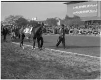 Race horse "Valedictorian."