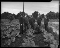 James J. Boyle, Rex Thomson, Lew Harwood, C.C. Talbot, and Culbert Olson stand in a field used as county food cooperative, Los Angeles, 1930s