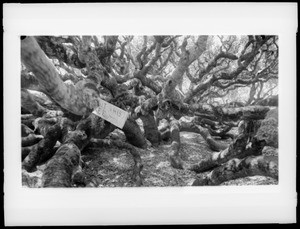 Creeping Oak on Seventeen Mile Drive in Monterey, 1887