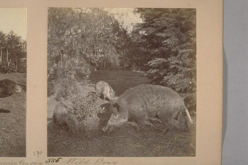 Animals at Woodward's Gardens