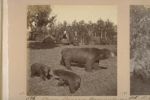 Animals at Woodward's Gardens