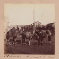 Animals at Woodward's Gardens. [Camels]