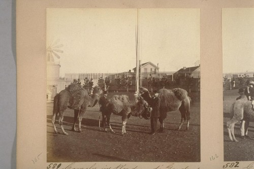 Animals at Woodward's Gardens