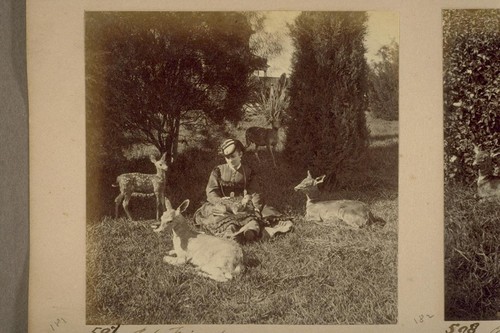 Animals at Woodward's Gardens