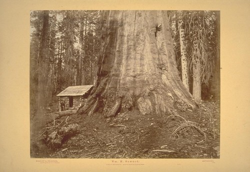 Wm. H. Seward. 85 Feet in Circumference. Mariposa Grove of Mammoth Trees. No. 51. [Includes view of Galen Clark's cabin, built adjacent.] (2 copies)