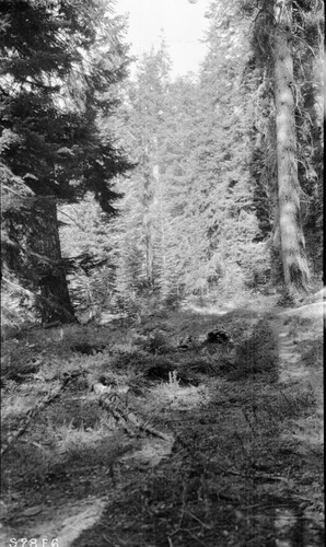 High Sierra Trail Investigation, Mixed Coniferous Forest, east side Buck Canyon