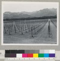 A newly staked vineyard near Calistoga, California. 2 x 2 Redwood split stakes. 8-8-45 E. F