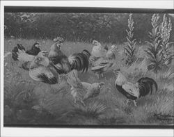Assorted chickens, Petaluma, California, 1909
