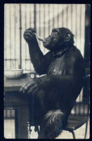 Postcard, with image of chimpanzee, from Aldous Huxley to Matthew Huxley [descriptive]