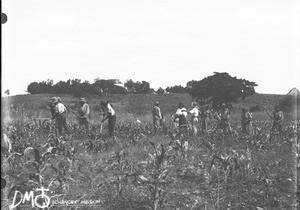 Christians working in a field, Elim, Limpopo, South Africa, ca. 1896-1911
