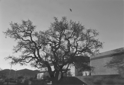 Oak tree at the Oaks Mall