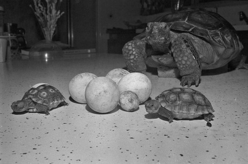 Baby desert tortoises