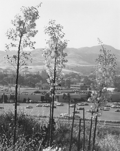 Yucca blossoms overlooking the Conejo Village Shopping Center / Photo by Herb Noseworthy