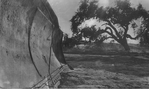 Bulldozer and oak tree at Prudential Insurance Co. construction site