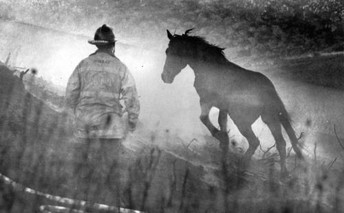 Horse and fireman at Marian Ave. brushfire