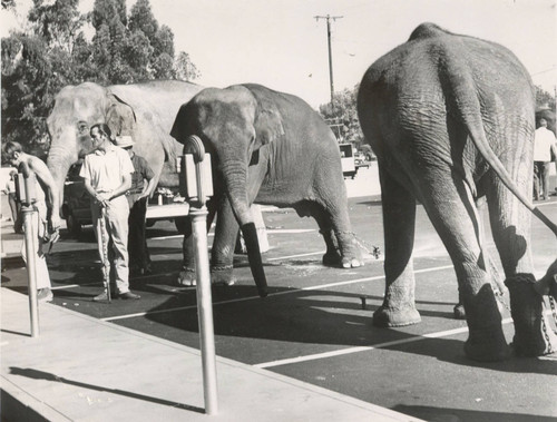 Elephants at parking meters