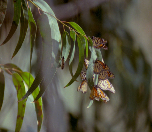 Bill Coleman studies monarch butterflies