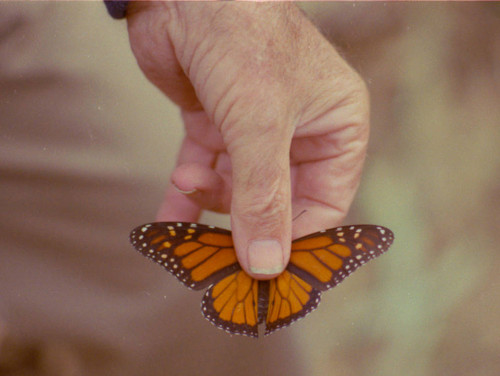 Bill Coleman holds monarch butterfly